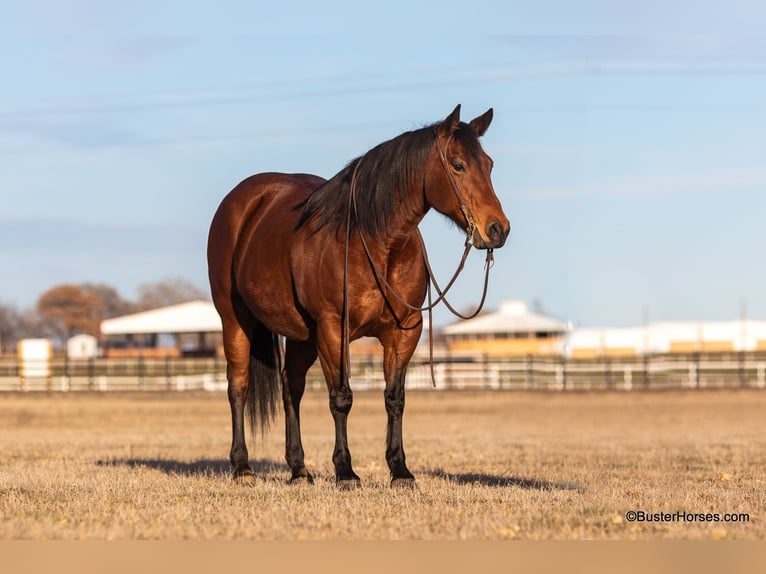 American Quarter Horse Castrone 15 Anni 152 cm Baio ciliegia in Weatherford TX