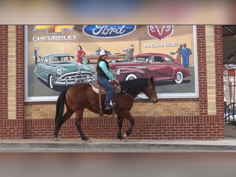 American Quarter Horse Castrone 15 Anni 152 cm Baio ciliegia in Weatherford TX