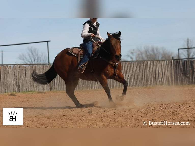 American Quarter Horse Castrone 15 Anni 152 cm Baio ciliegia in Weatherford TX