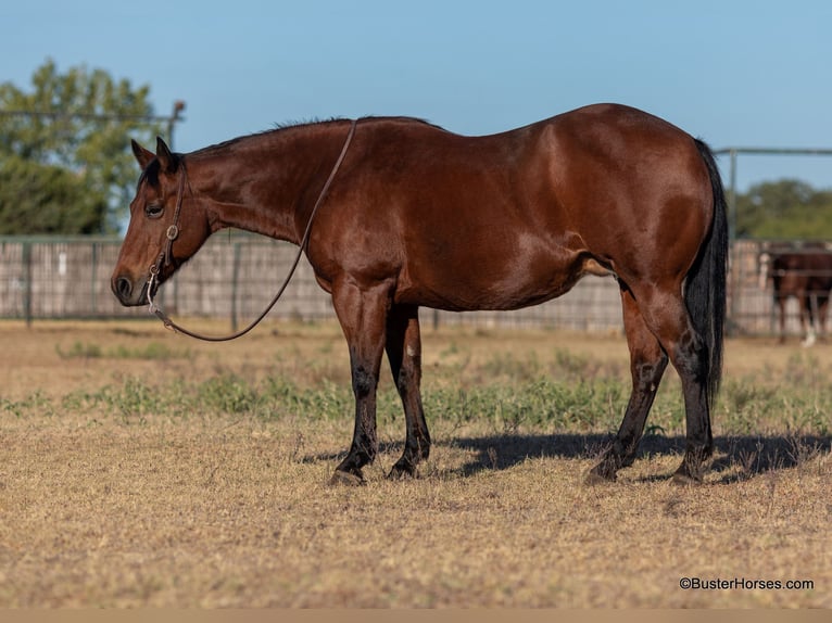 American Quarter Horse Castrone 15 Anni 152 cm Baio ciliegia in Weatherford TX