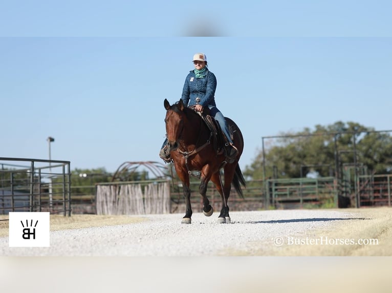 American Quarter Horse Castrone 15 Anni 152 cm Baio ciliegia in Weatherford TX