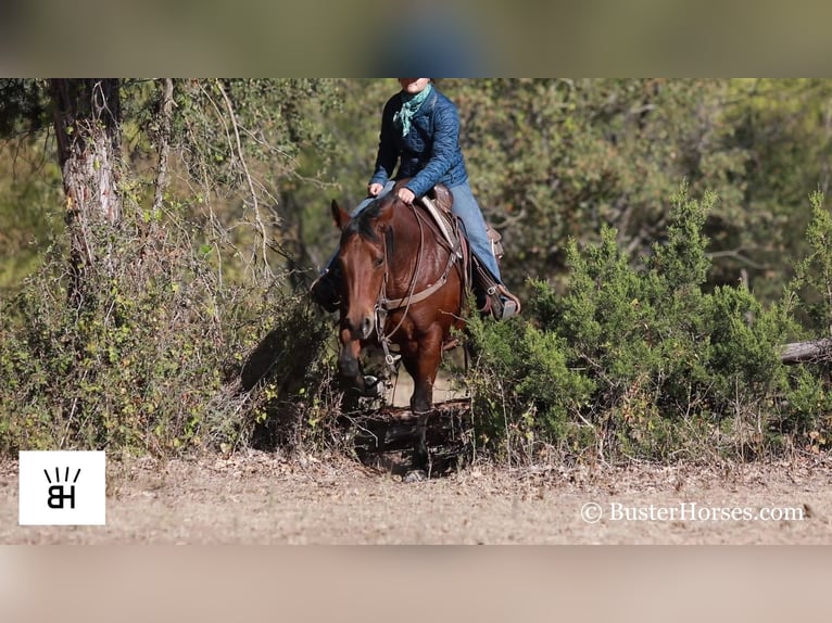 American Quarter Horse Castrone 15 Anni 152 cm Baio ciliegia in Weatherford TX