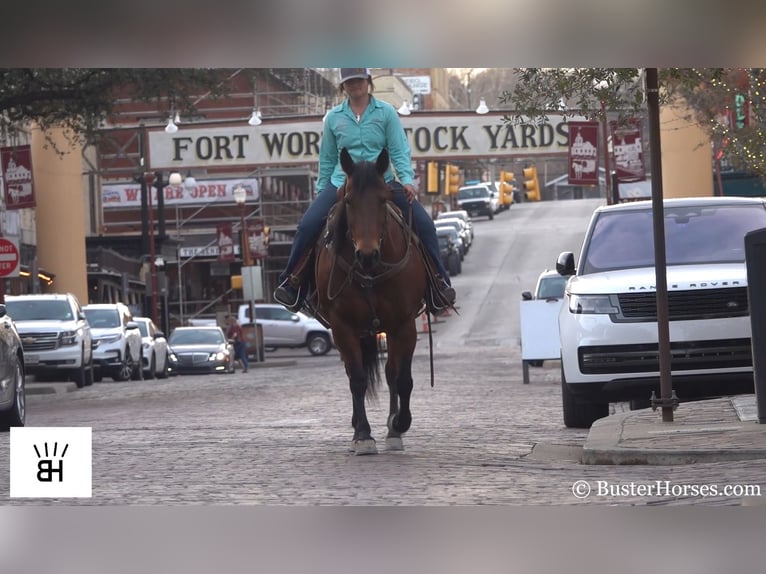 American Quarter Horse Castrone 15 Anni 152 cm Baio ciliegia in Weatherford TX