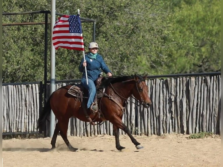 American Quarter Horse Castrone 15 Anni 152 cm Baio ciliegia in Weatherford TX