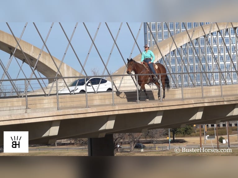 American Quarter Horse Castrone 15 Anni 152 cm Baio ciliegia in Weatherford TX