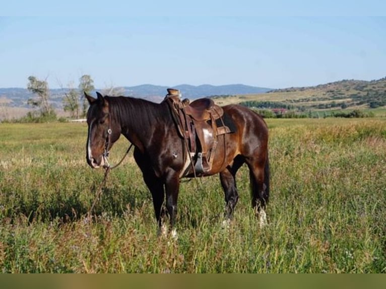 American Quarter Horse Castrone 15 Anni 152 cm Baio ciliegia in Oakley UT