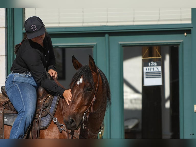 American Quarter Horse Castrone 15 Anni 152 cm Baio roano in Granbury TX