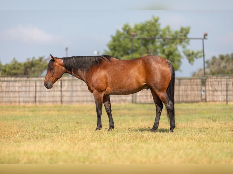 American Quarter Horse Castrone 15 Anni 152 cm Baio roano in Granbury TX