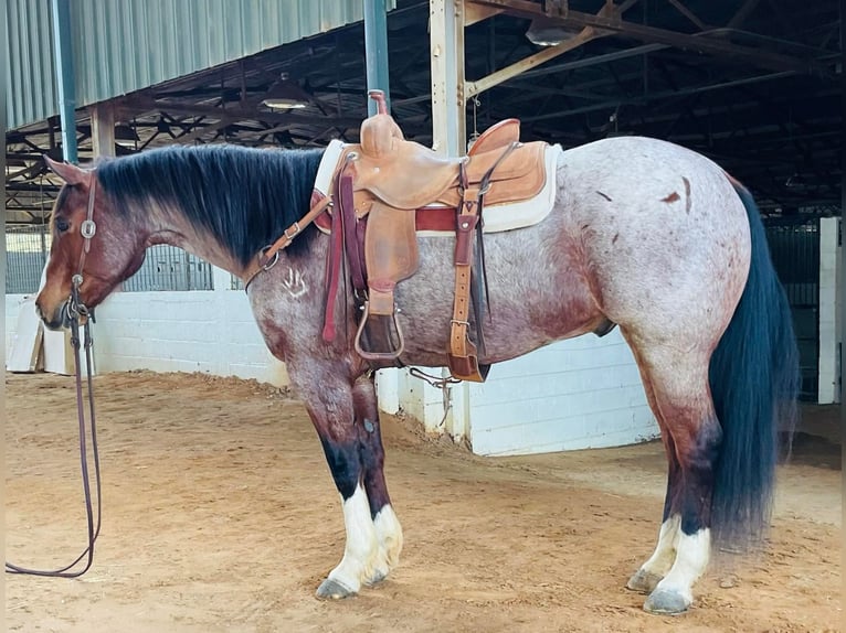 American Quarter Horse Castrone 15 Anni 152 cm Baio roano in Sweet Springs MO