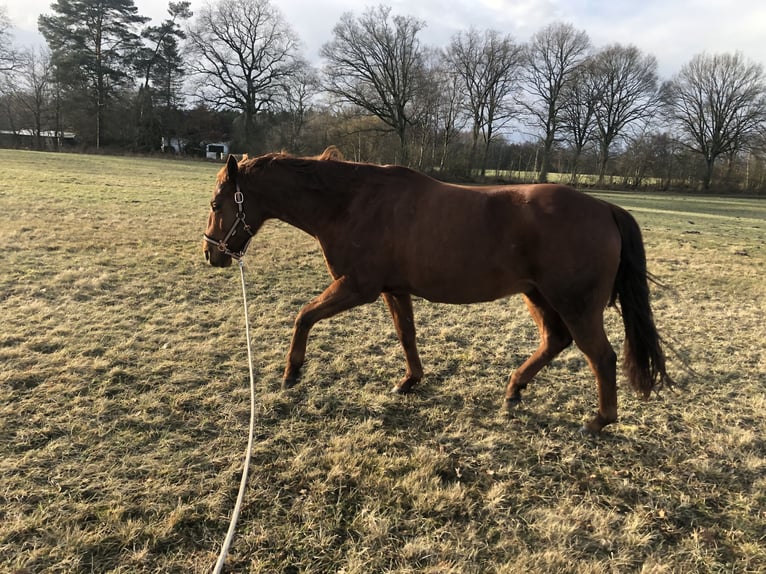 American Quarter Horse Castrone 15 Anni 152 cm in Hamburg Lemsahl-Mellingstedt