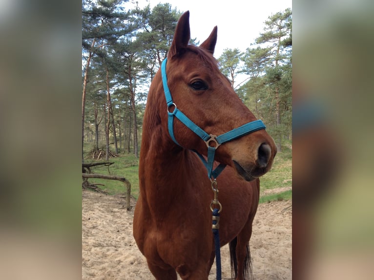 American Quarter Horse Castrone 15 Anni 152 cm in Hamburg Lemsahl-Mellingstedt