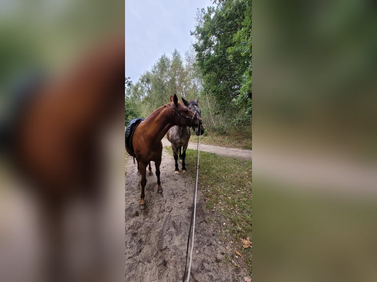 American Quarter Horse Castrone 15 Anni 152 cm in Hamburg Lemsahl-Mellingstedt