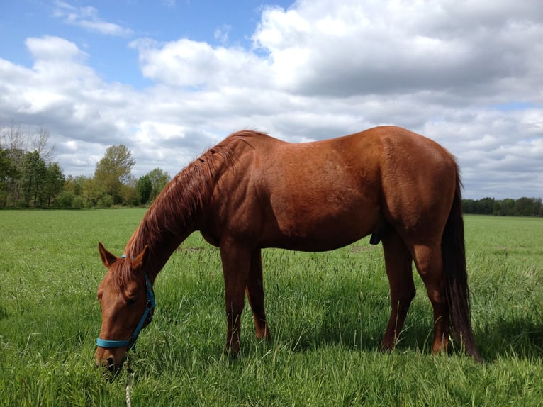 American Quarter Horse Castrone 15 Anni 152 cm in Hamburg Lemsahl-Mellingstedt