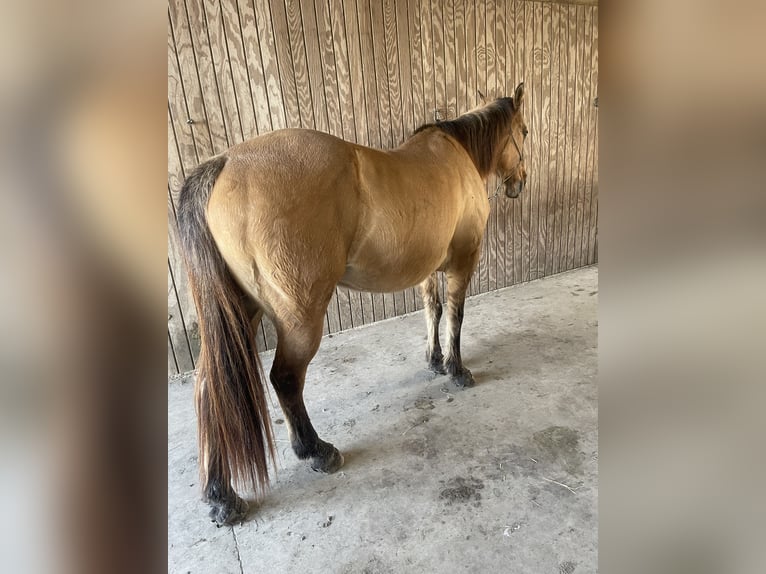 American Quarter Horse Mix Castrone 15 Anni 152 cm Falbo in Thibodaux