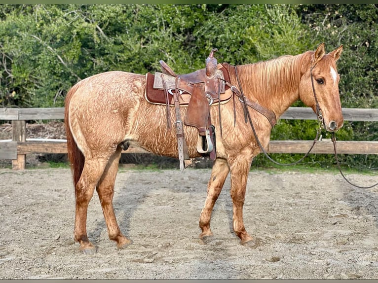 American Quarter Horse Castrone 15 Anni 152 cm Falbo in Bitterwater CA