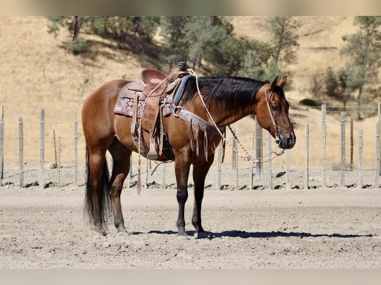 American Quarter Horse Castrone 15 Anni 152 cm Falbo in Paicines CA