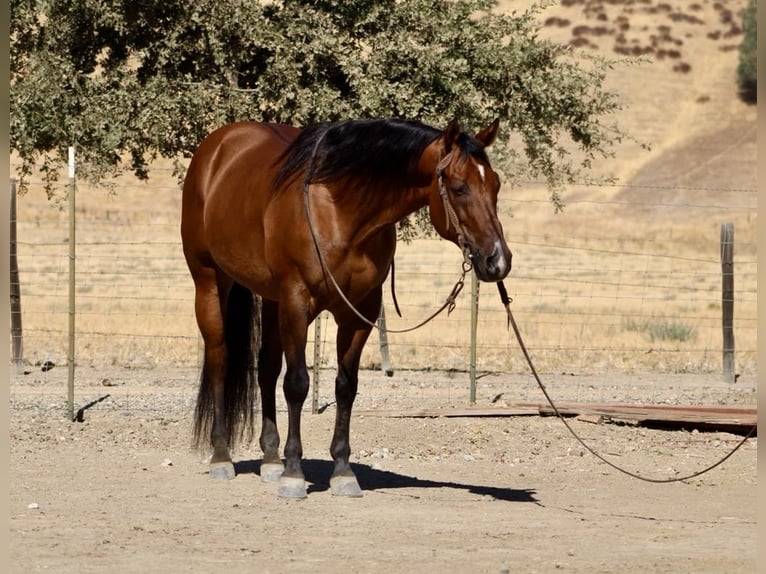 American Quarter Horse Castrone 15 Anni 152 cm Falbo in Paicines CA