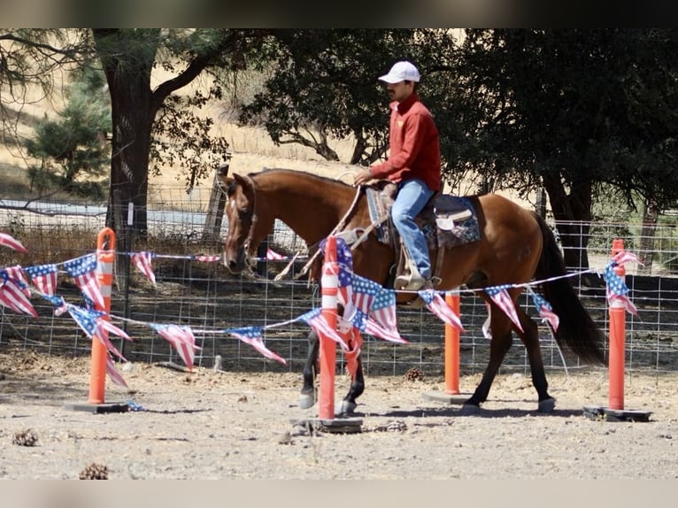 American Quarter Horse Castrone 15 Anni 152 cm Falbo in Paicines CA