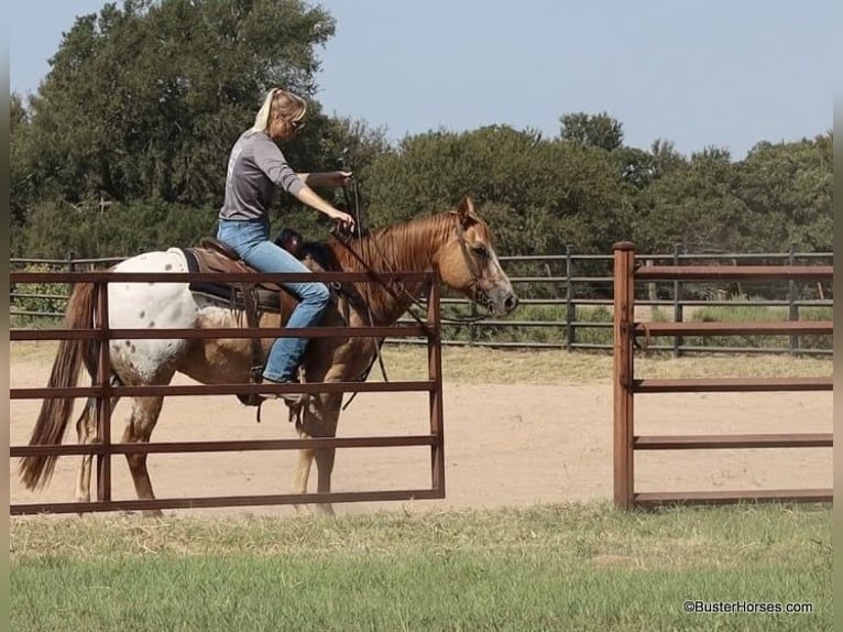 American Quarter Horse Castrone 15 Anni 152 cm Falbo in Weatherford TX