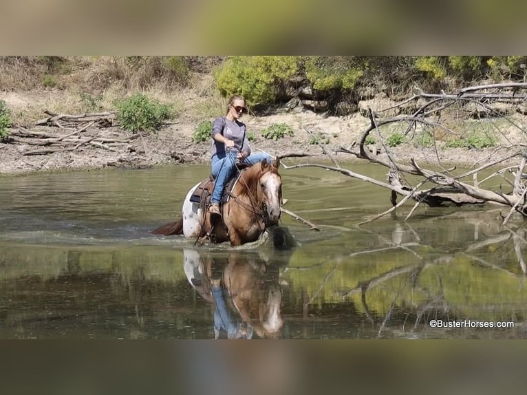 American Quarter Horse Castrone 15 Anni 152 cm Falbo in Weatherford TX