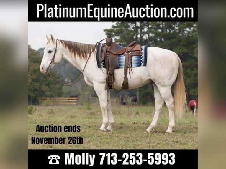 American Quarter Horse Castrone 15 Anni 152 cm Grigio in Coldspring, TX