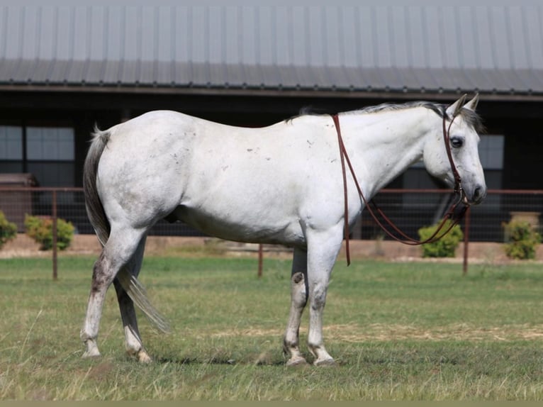 American Quarter Horse Castrone 15 Anni 152 cm Grigio in Weatherford TX