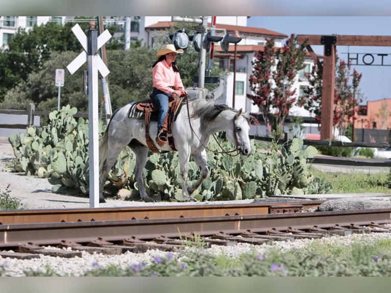 American Quarter Horse Castrone 15 Anni 152 cm Grigio in Weatherford TX