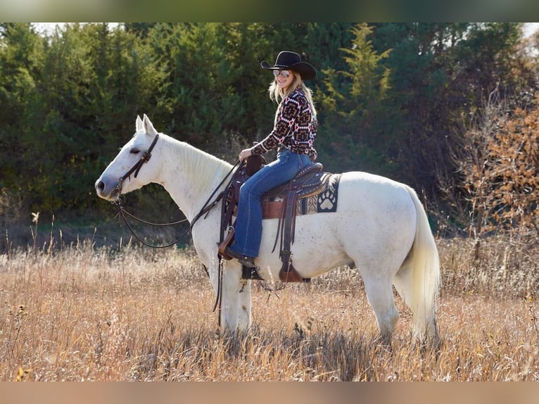 American Quarter Horse Mix Castrone 15 Anni 152 cm Grigio in Valley Springs, SD