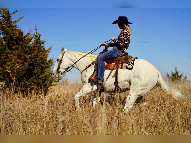 American Quarter Horse Mix Castrone 15 Anni 152 cm Grigio in Valley Springs, SD