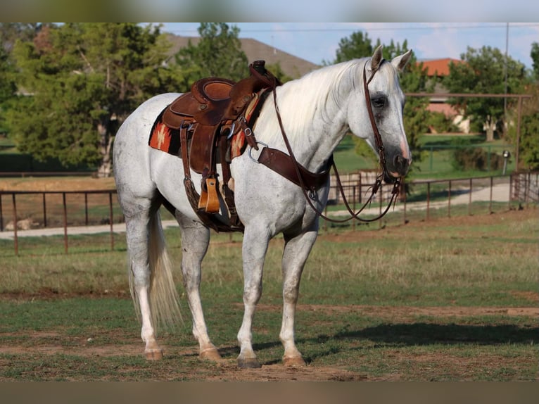 American Quarter Horse Castrone 15 Anni 152 cm Grigio in Cleburne TX