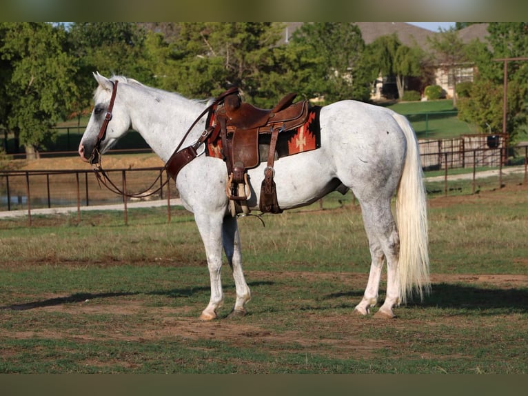 American Quarter Horse Castrone 15 Anni 152 cm Grigio in Cleburne TX