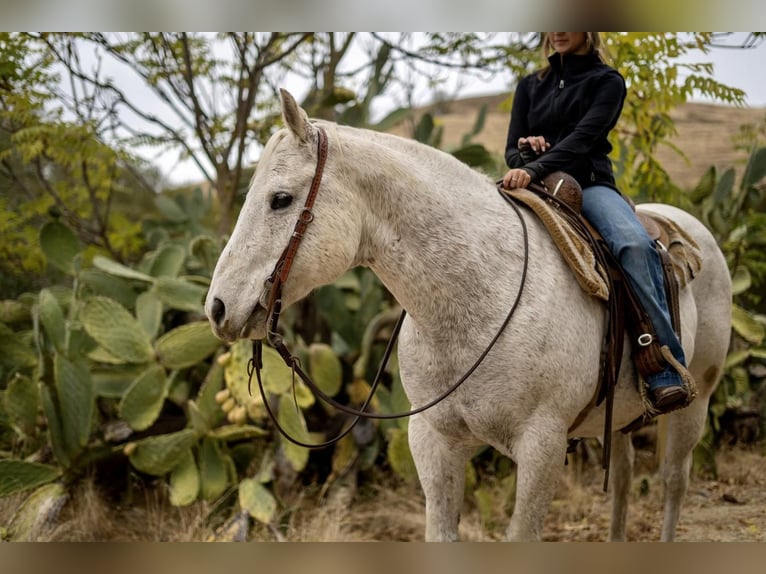 American Quarter Horse Mix Castrone 15 Anni 152 cm Grigio in Waterford, CA
