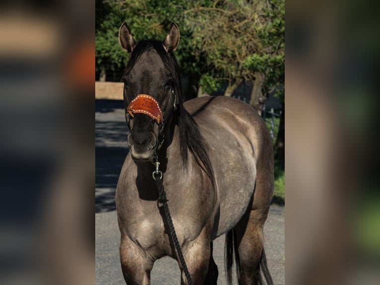 American Quarter Horse Castrone 15 Anni 152 cm Grullo in HIckman CA