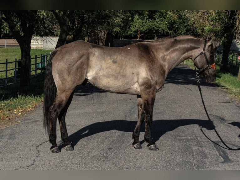 American Quarter Horse Castrone 15 Anni 152 cm Grullo in HIckman CA