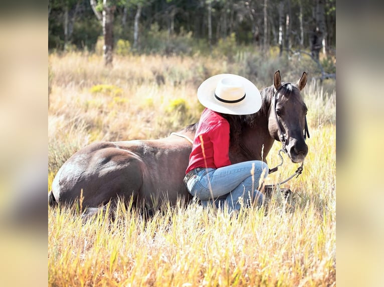 American Quarter Horse Castrone 15 Anni 152 cm Grullo in Oakley UT