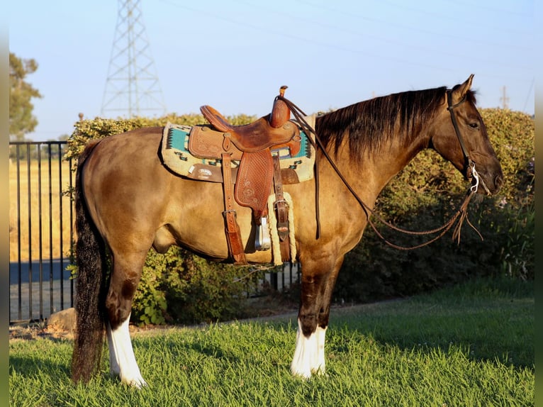 American Quarter Horse Castrone 15 Anni 152 cm Grullo in Pleasant Grove CA