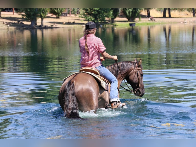 American Quarter Horse Castrone 15 Anni 152 cm Grullo in Pleasant Grove CA