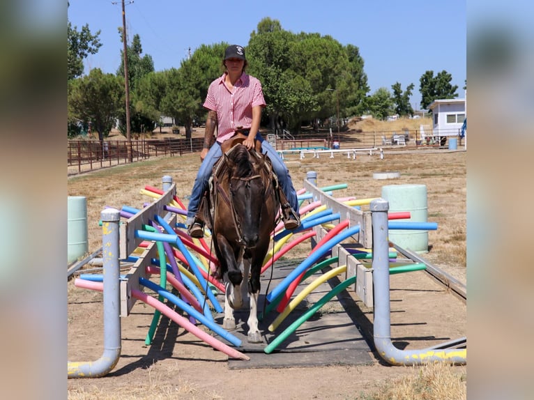 American Quarter Horse Castrone 15 Anni 152 cm Grullo in Pleasant Grove CA