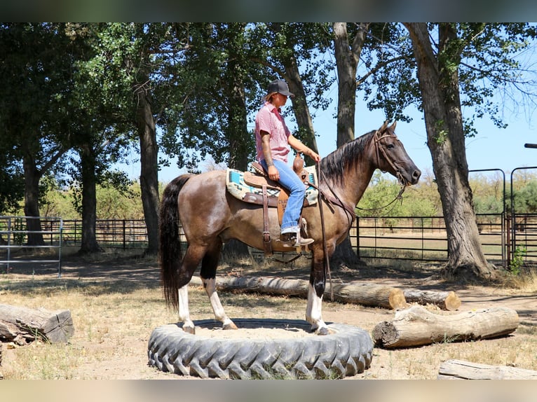 American Quarter Horse Castrone 15 Anni 152 cm Grullo in Pleasant Grove CA