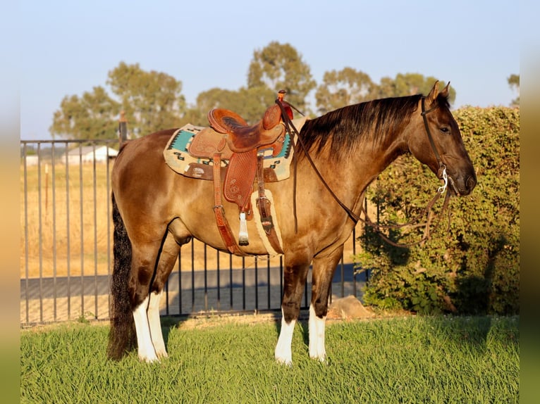 American Quarter Horse Castrone 15 Anni 152 cm Grullo in Pleasant Grove CA