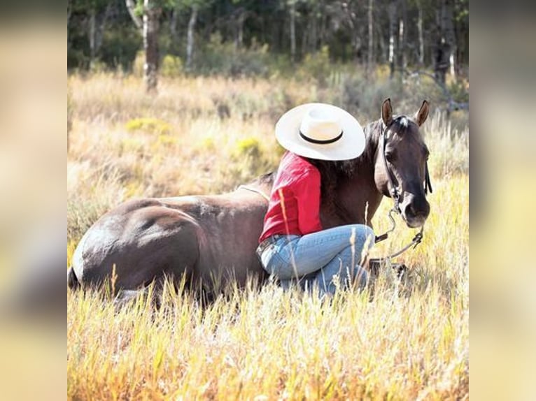 American Quarter Horse Castrone 15 Anni 152 cm Grullo in Oakley UT