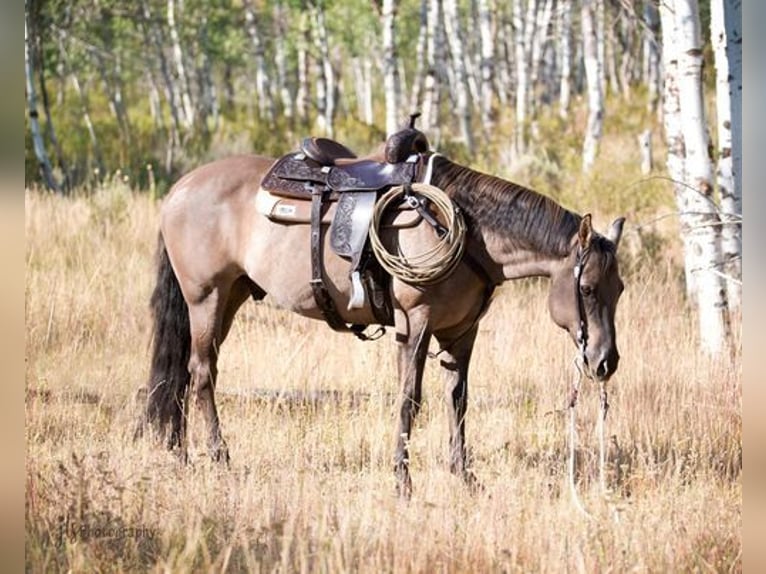 American Quarter Horse Castrone 15 Anni 152 cm Grullo in Oakley UT