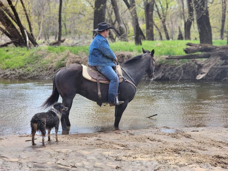 American Quarter Horse Castrone 15 Anni 152 cm Morello in lIBSON ia