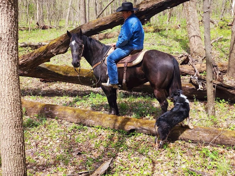 American Quarter Horse Castrone 15 Anni 152 cm Morello in lIBSON ia