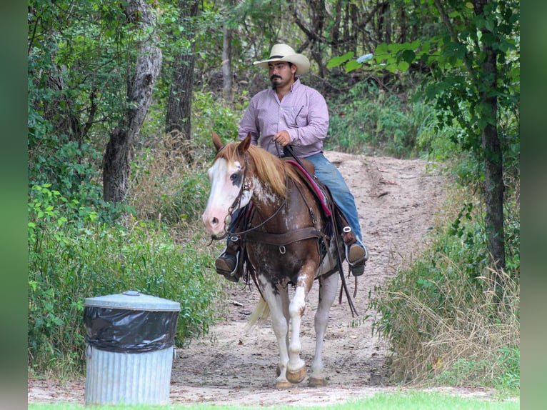 American Quarter Horse Castrone 15 Anni 152 cm Overo-tutti i colori in Stephenville TX