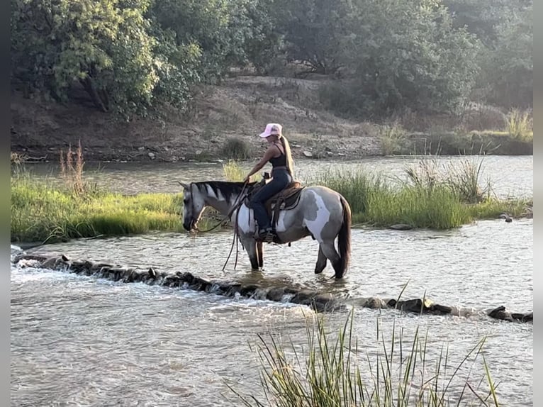 American Quarter Horse Castrone 15 Anni 152 cm Overo-tutti i colori in Weatherford TX