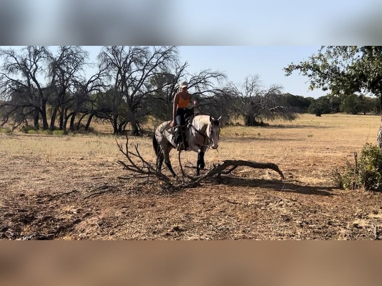 American Quarter Horse Castrone 15 Anni 152 cm Overo-tutti i colori in Weatherford TX