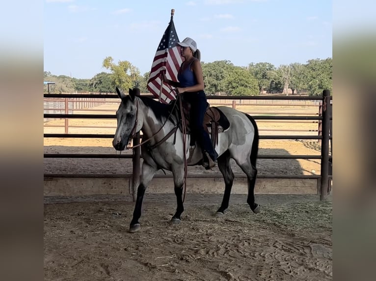 American Quarter Horse Castrone 15 Anni 152 cm Overo-tutti i colori in Weatherford TX