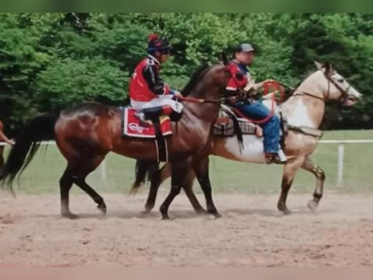 American Quarter Horse Castrone 15 Anni 152 cm Overo-tutti i colori in Weatherford TX