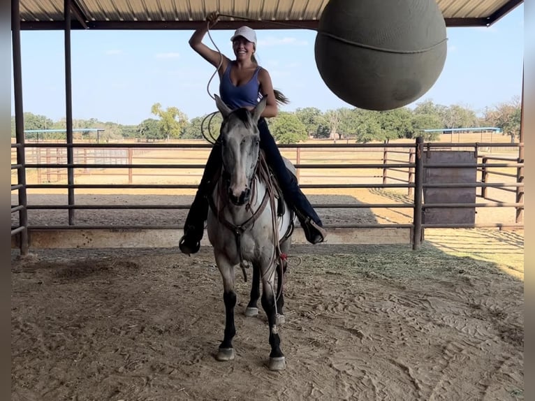 American Quarter Horse Castrone 15 Anni 152 cm Overo-tutti i colori in Weatherford TX